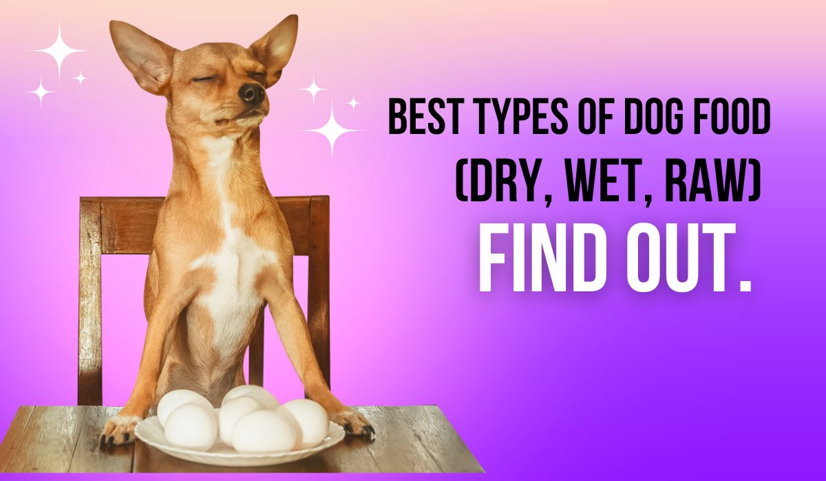 Best Types of Dog Food