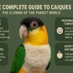 Caique