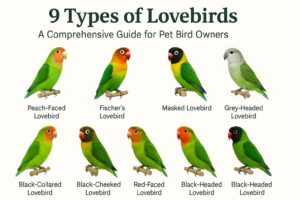 Types of Lovebirds