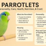 Parrotlets